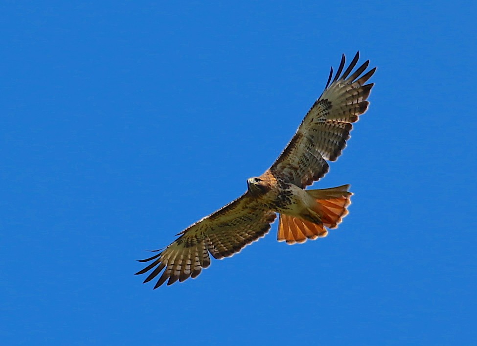 Red-tailed Hawk - ML88368921