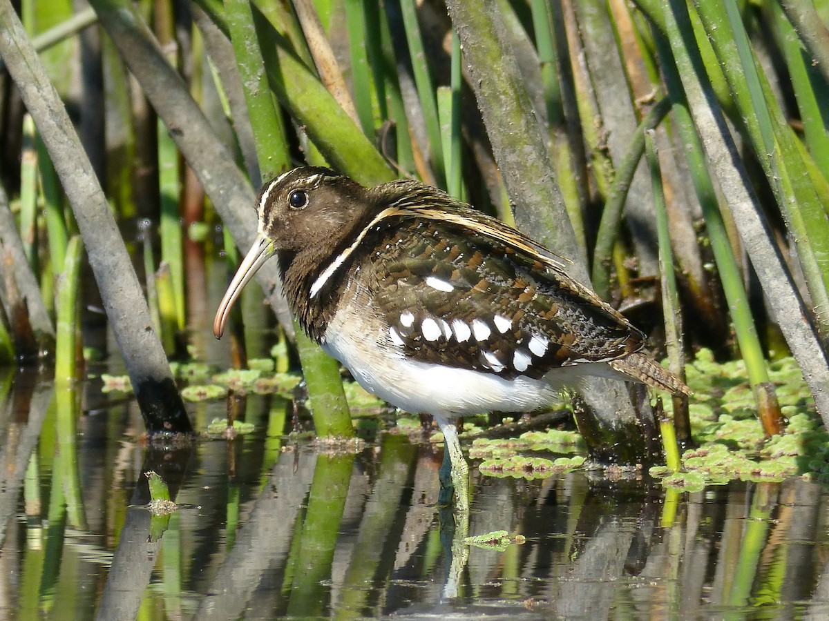 South American Painted-Snipe - ML88369151