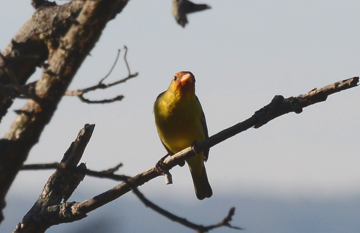 Western Tanager - ML88369181