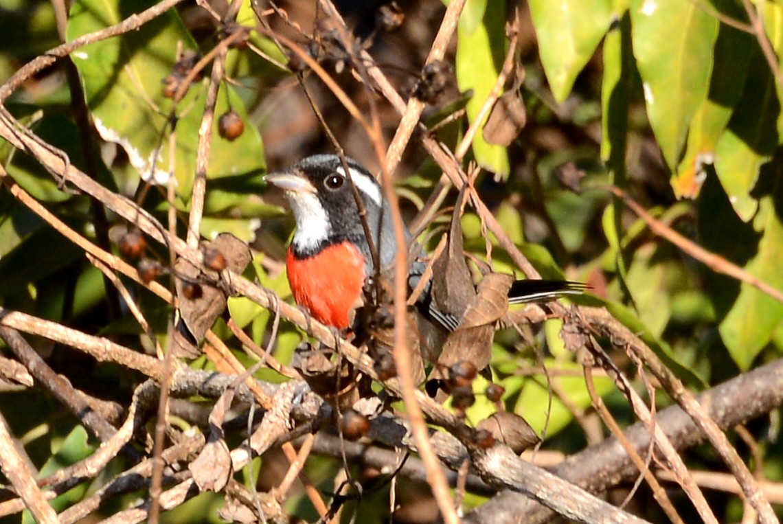 Red-breasted Chat (Red-breasted) - ML88369301