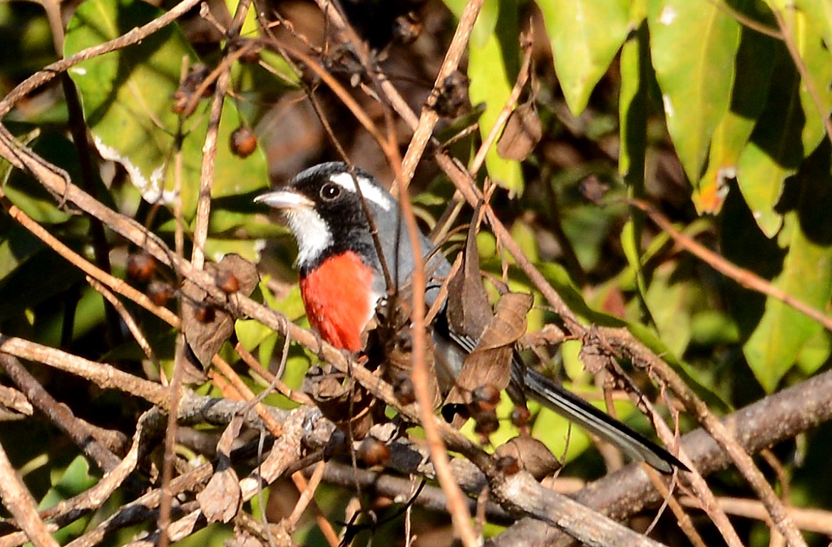 Red-breasted Chat (Red-breasted) - ML88369311