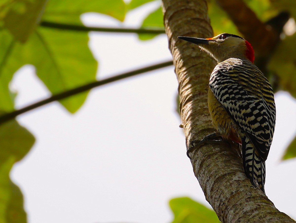 West Indian Woodpecker - ML88369321