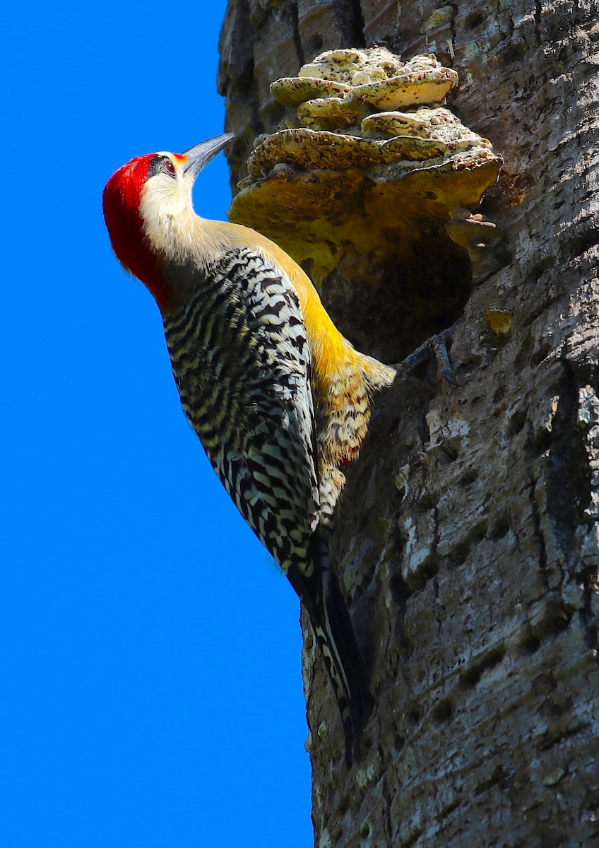 West Indian Woodpecker - ML88369361