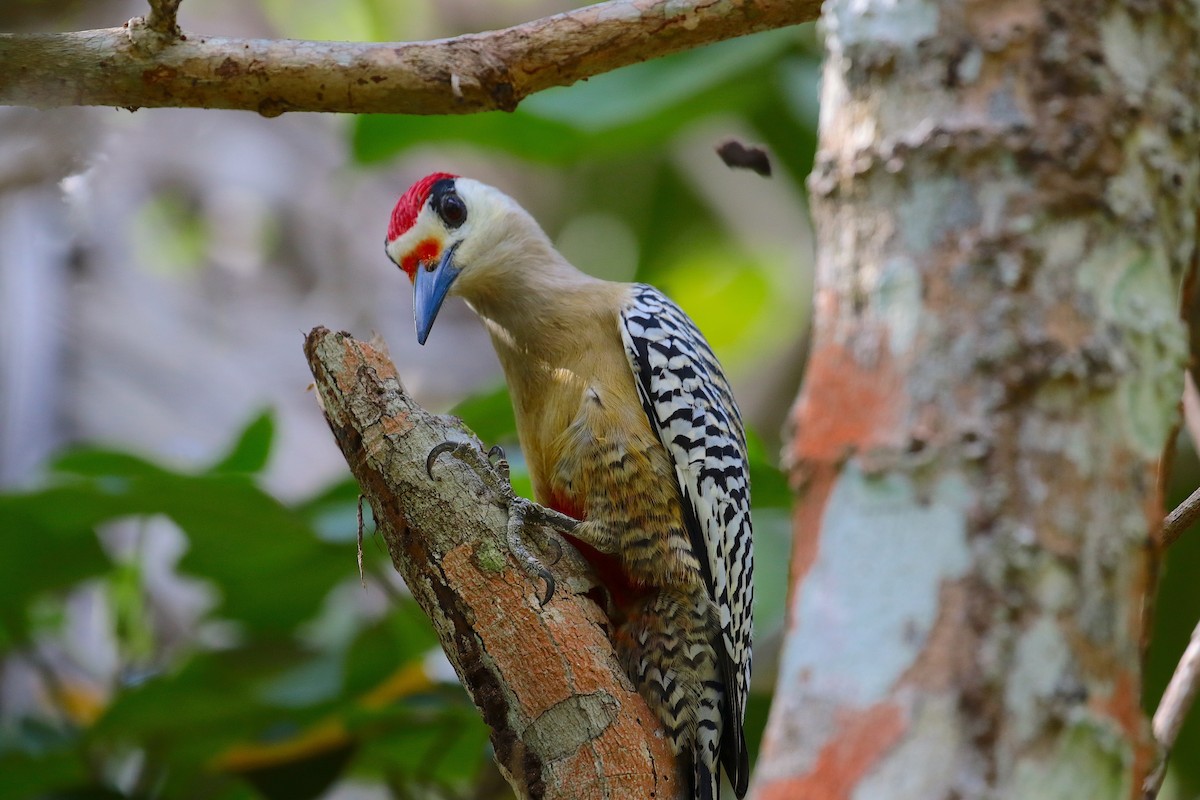 West Indian Woodpecker - ML88369381