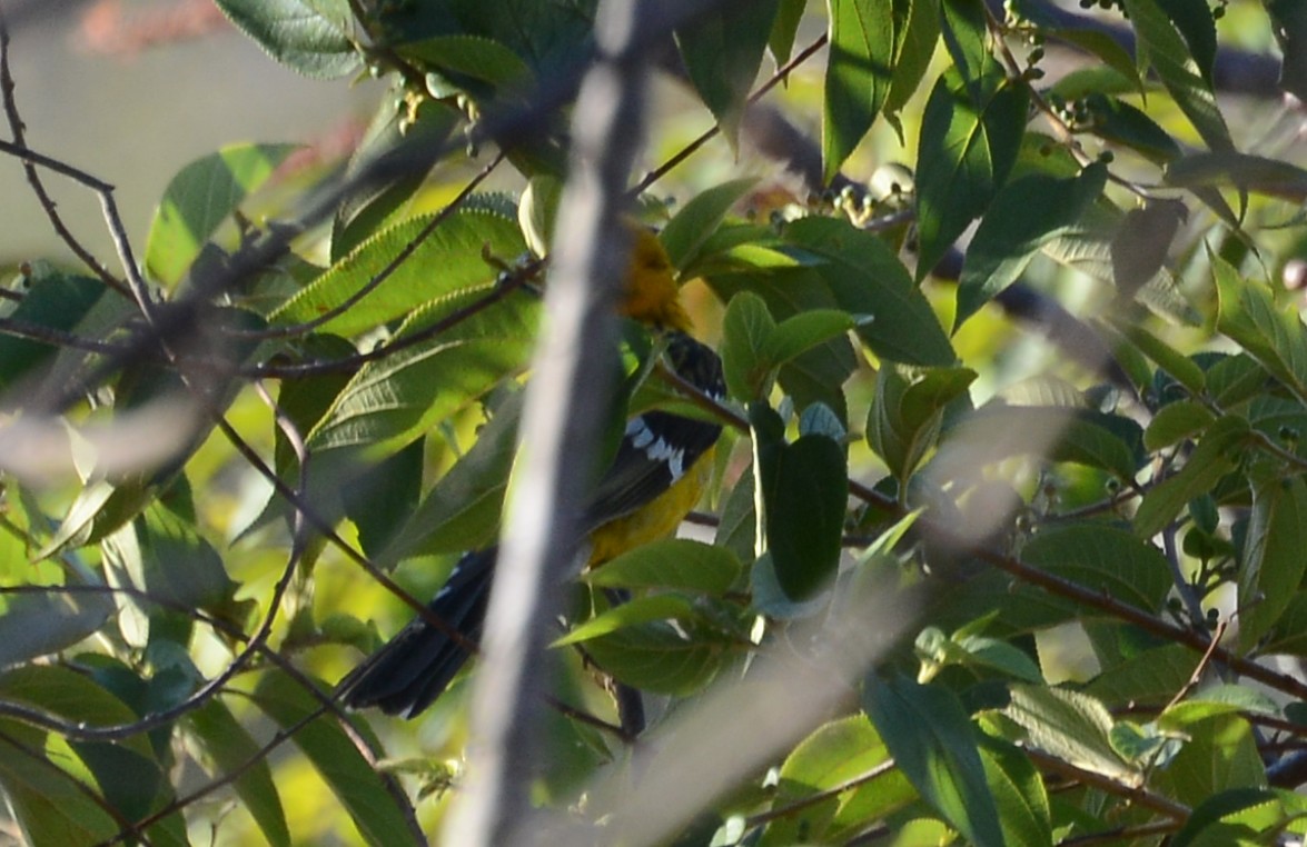 Yellow Grosbeak (Guatemalan) - Bill Telfair