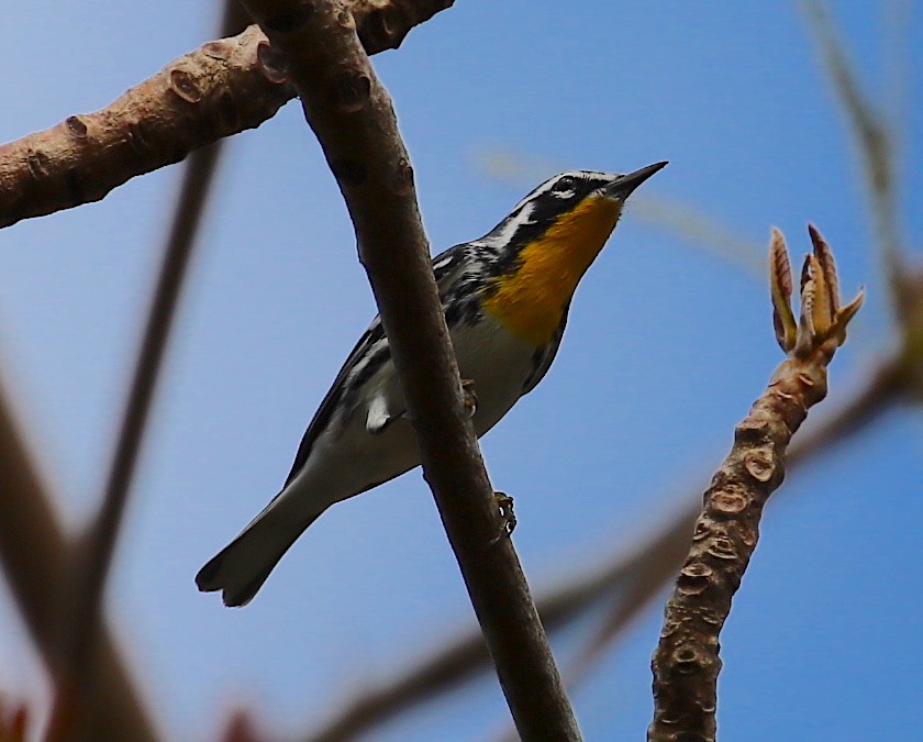 Yellow-throated Warbler - ML88370891