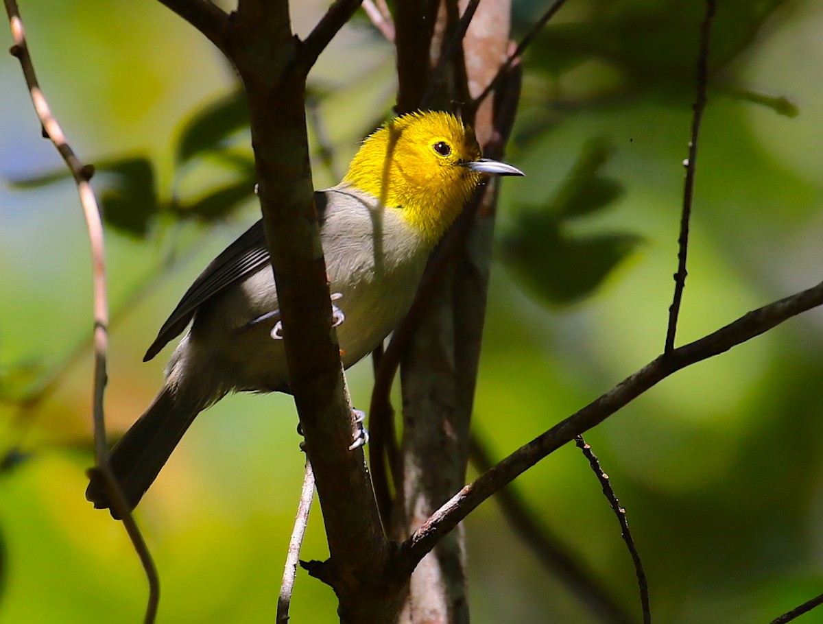 Yellow-headed Warbler - Anonymous