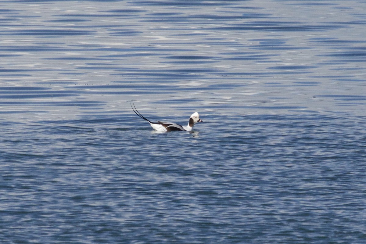 Long-tailed Duck - Eric Heisey