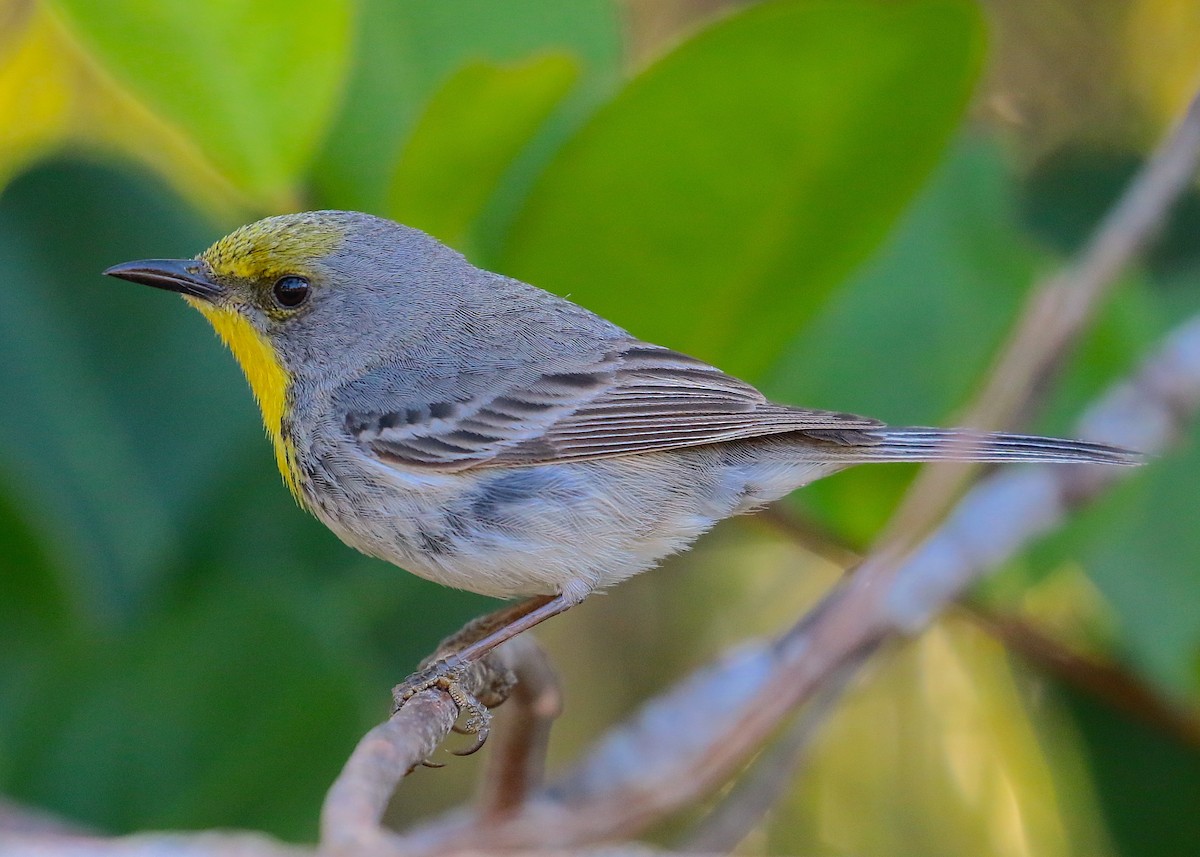 Olive-capped Warbler - Anonymous