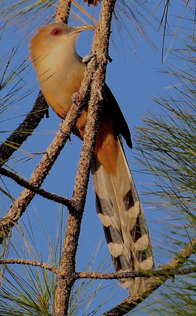 Great Lizard-Cuckoo (Cuban) - ML88372121