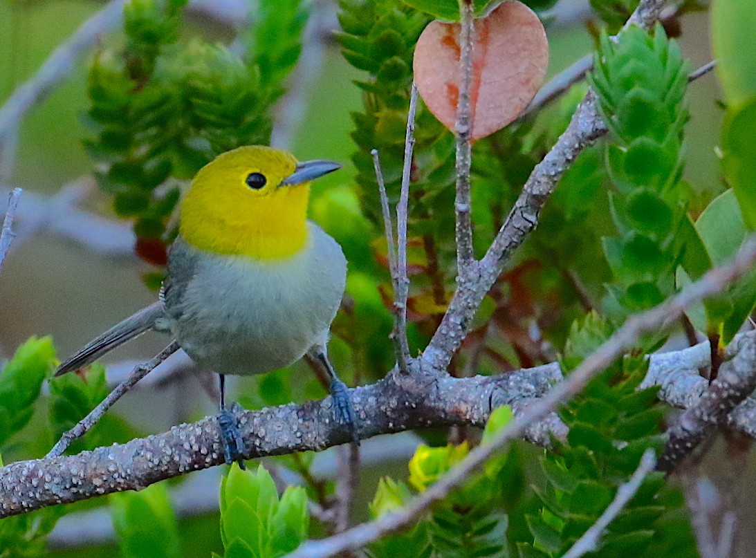 Yellow-headed Warbler - Anonymous