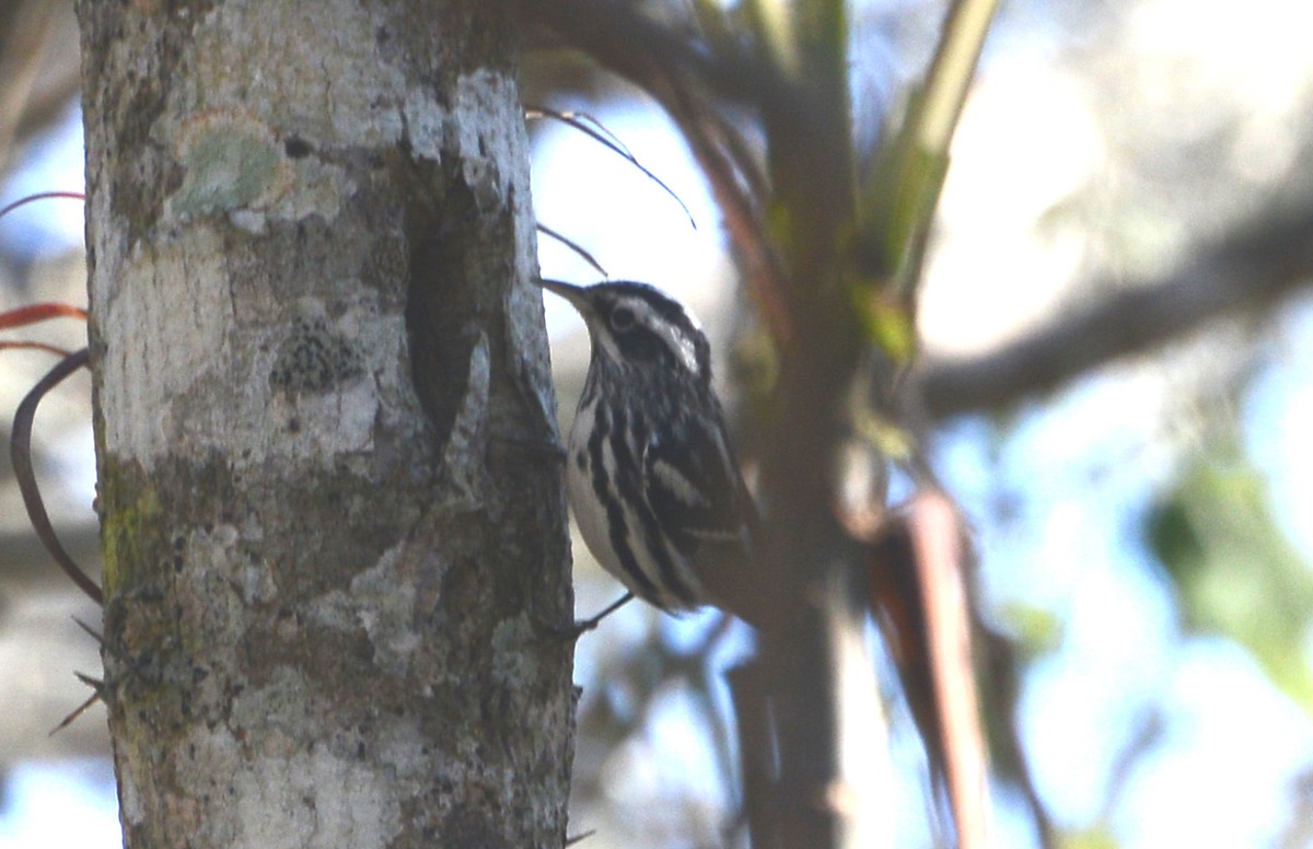 Black-and-white Warbler - ML88372441