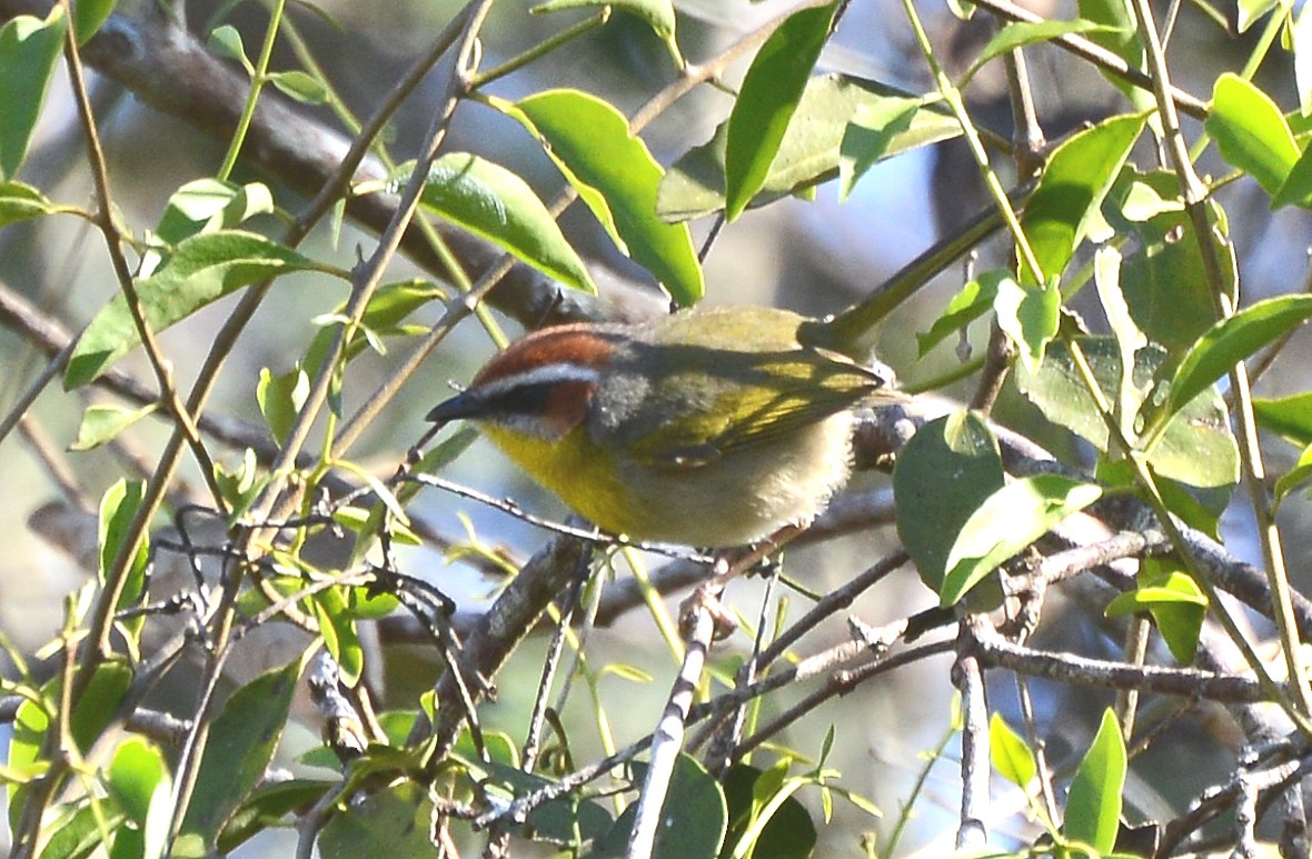 Rufous-capped Warbler (rufifrons Group) - ML88372581