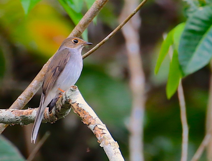Cuban Solitaire - Anonymous
