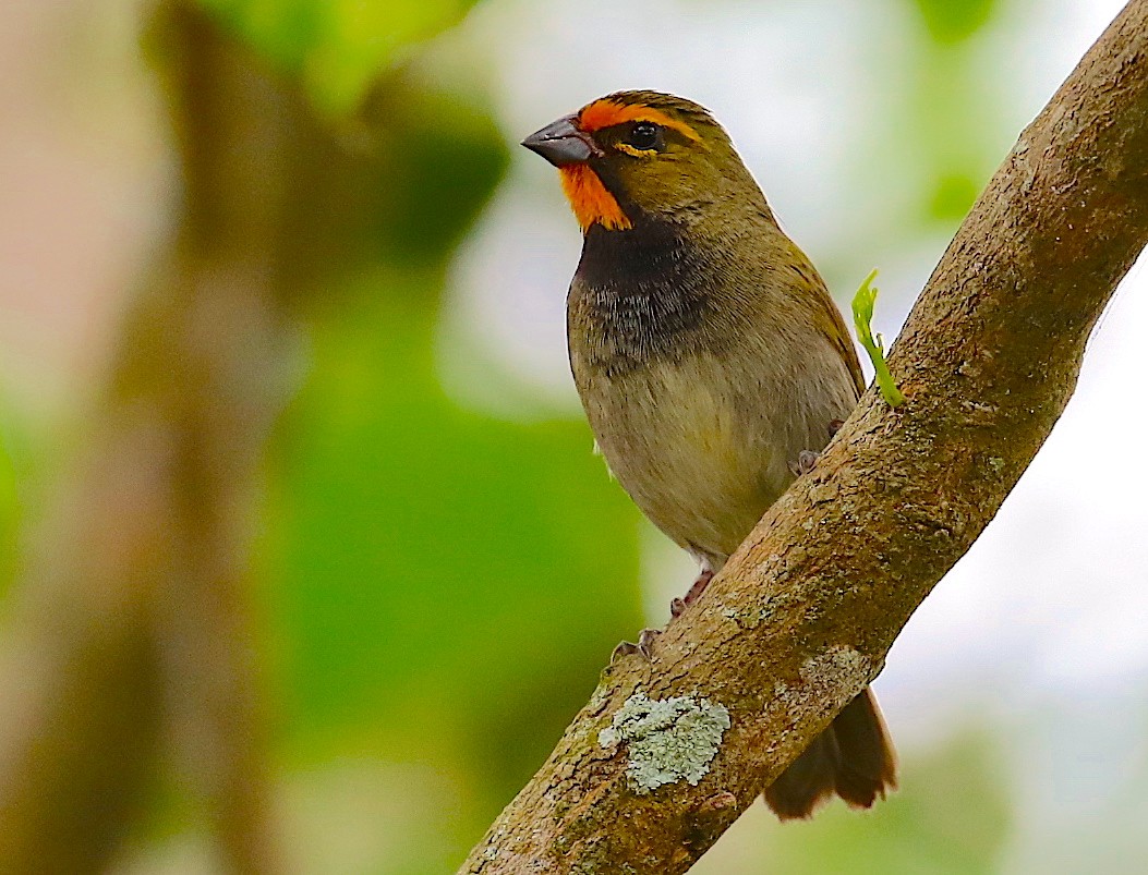 Yellow-faced Grassquit - Anonymous