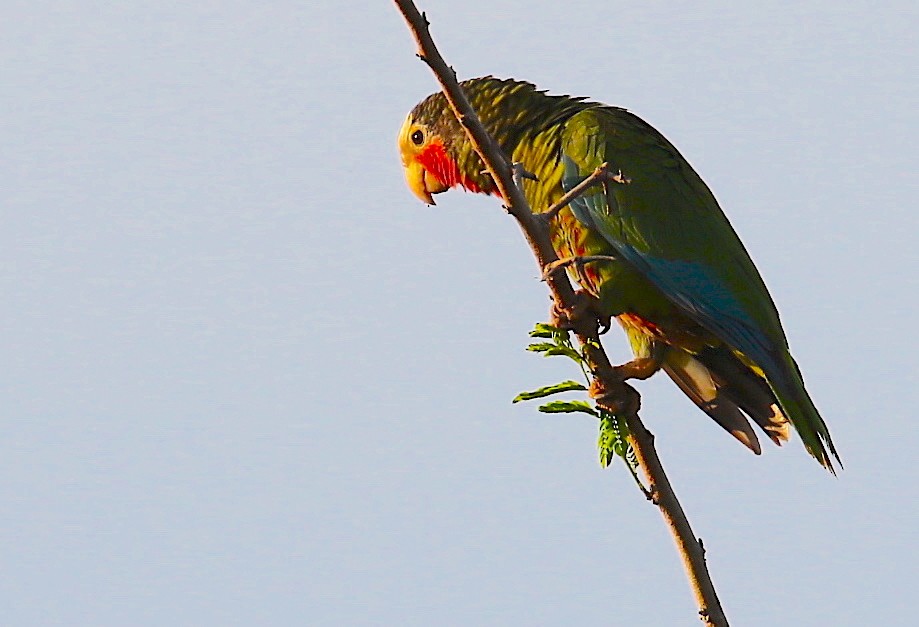 Cuban Parrot (Cuban) - Anonymous