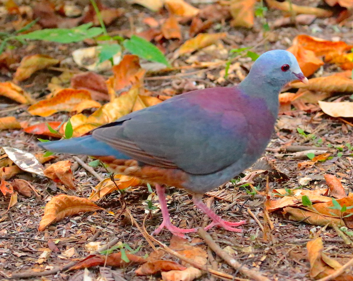 Gray-fronted Quail-Dove - Anonymous