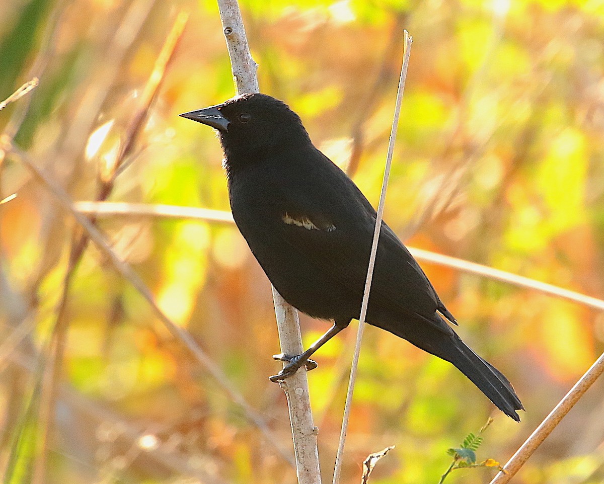 Red-shouldered Blackbird - Anonymous