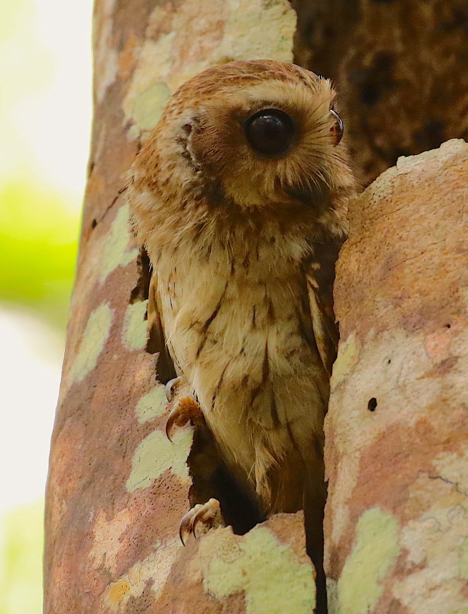 Bare-legged Owl - Anonymous