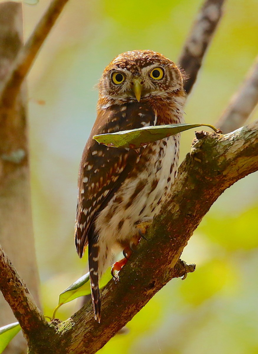 Cuban Pygmy-Owl - Anonymous
