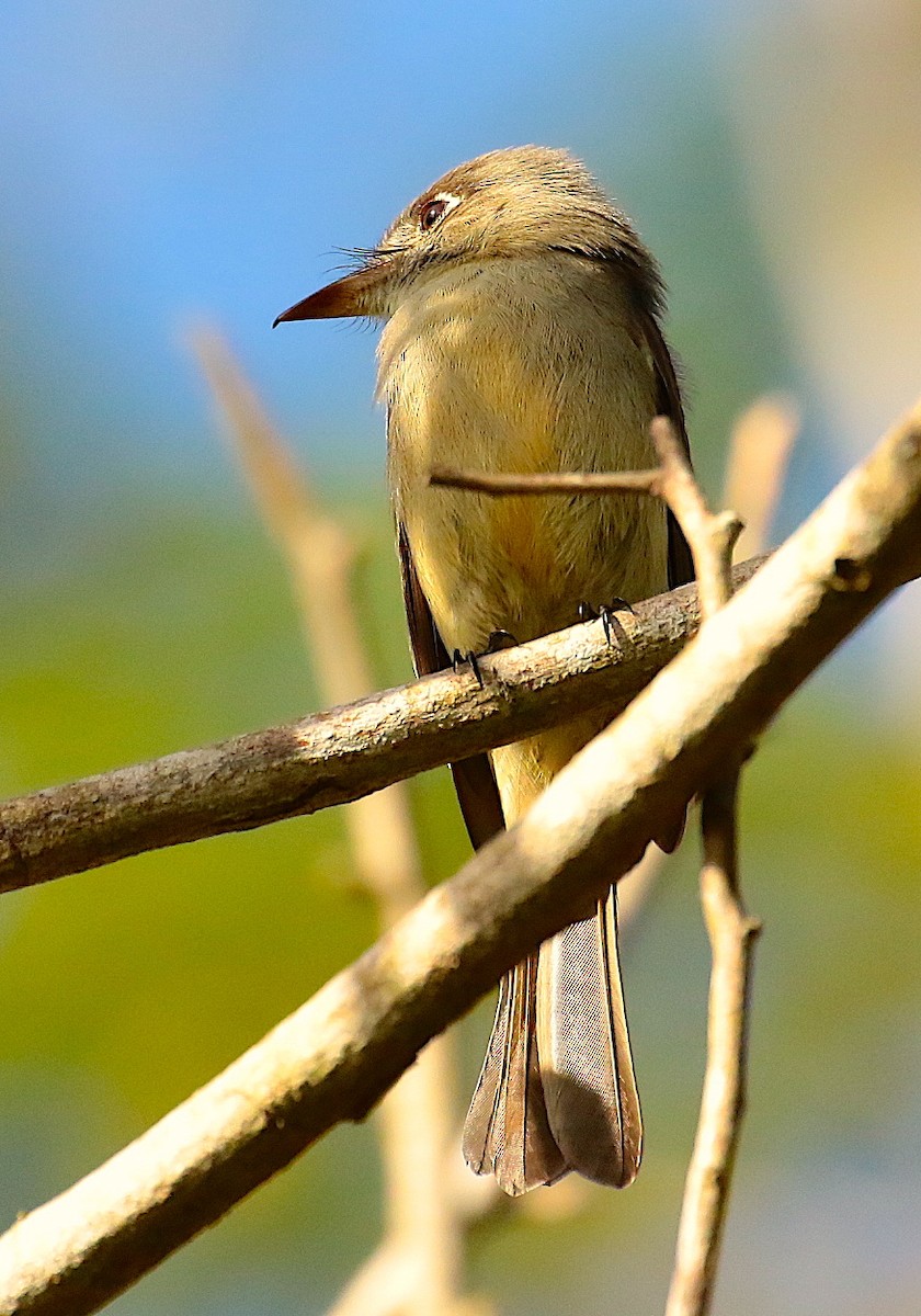 Cuban Pewee - Anonymous