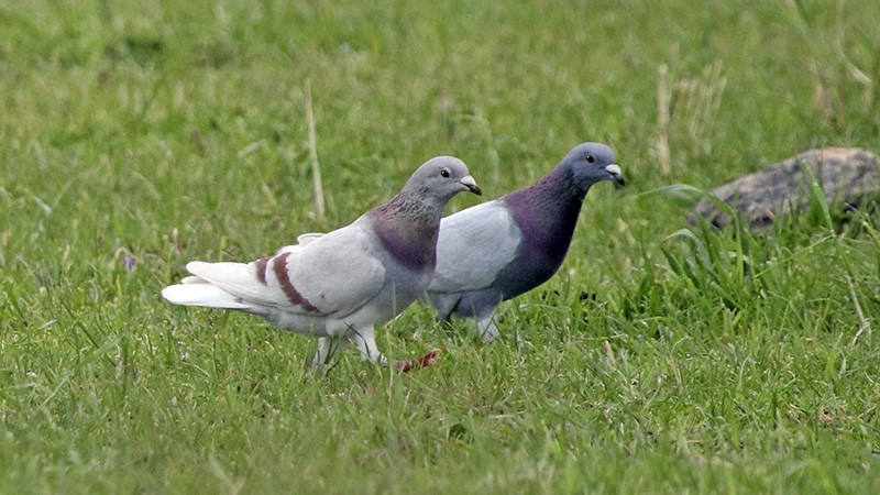 Rock Pigeon (Feral Pigeon) - ML88376901