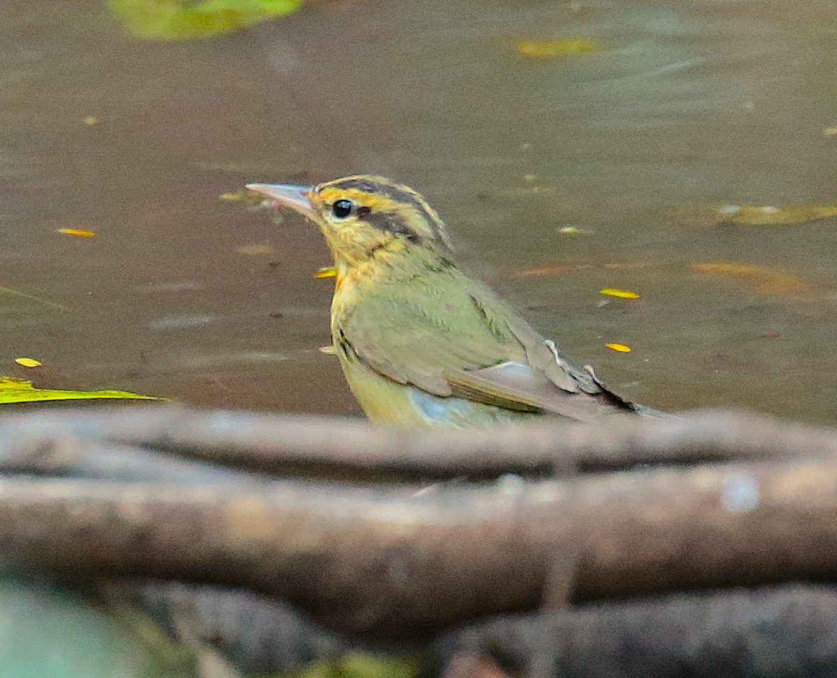 Worm-eating Warbler - Anonymous