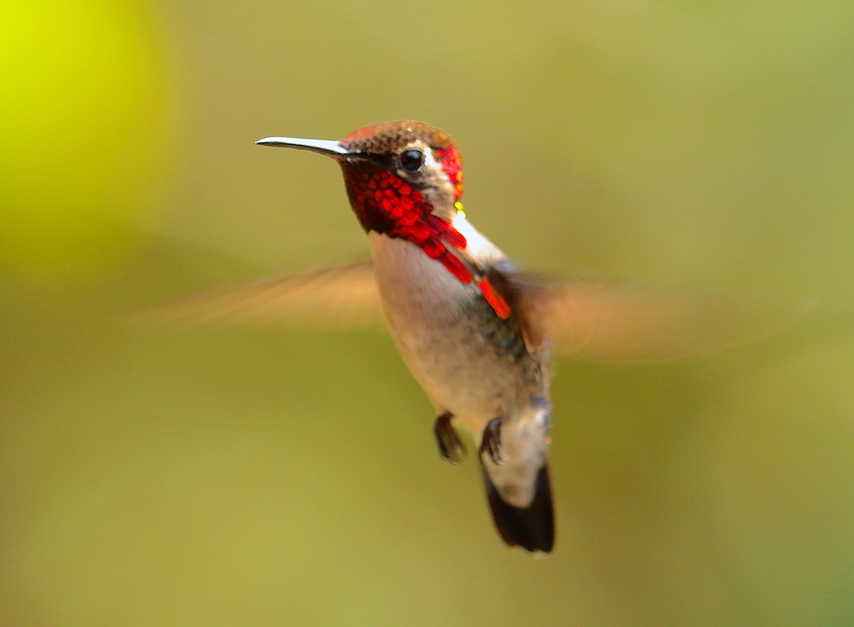 Bee Hummingbird - Anonymous