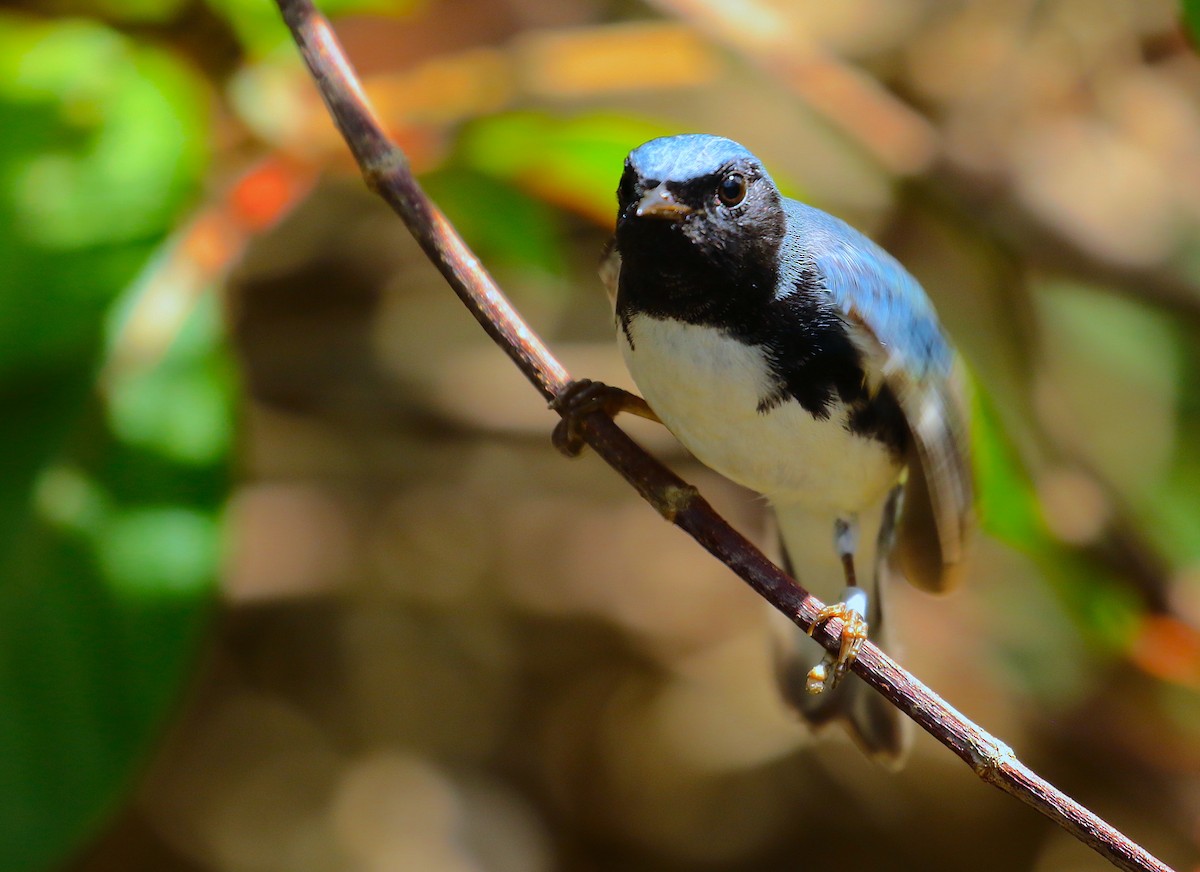 Black-throated Blue Warbler - Anonymous