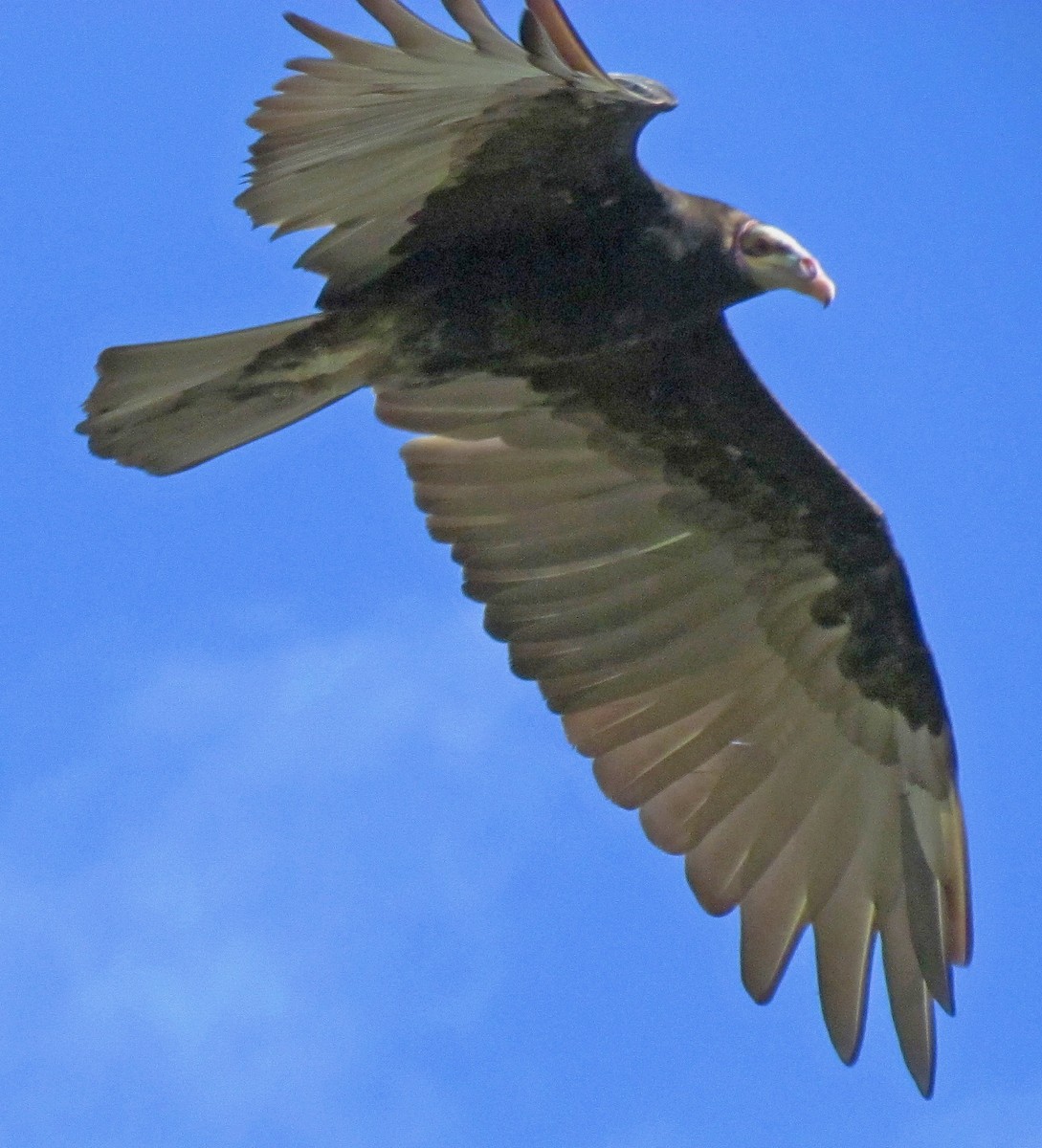 Lesser Yellow-headed Vulture - ML88379691