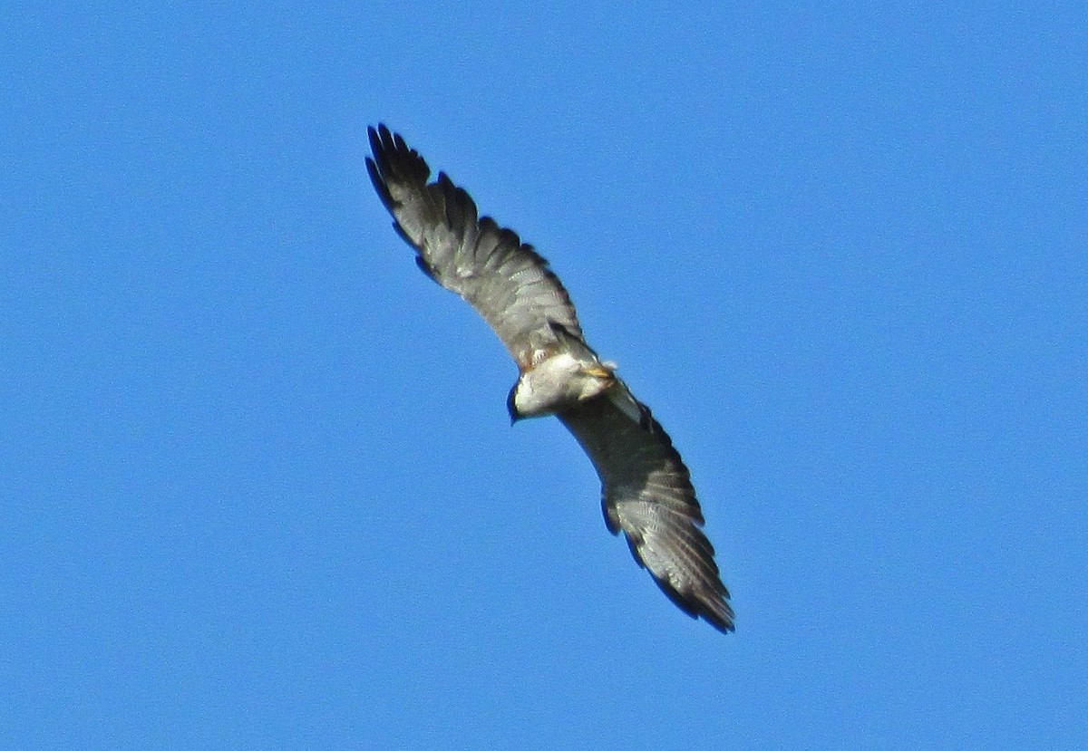 White-tailed Hawk - ML88381211