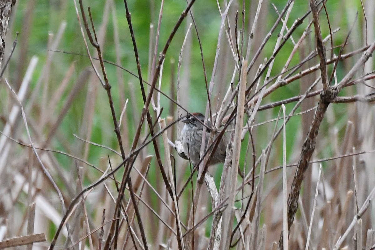 Swamp Sparrow - Brian Henderson