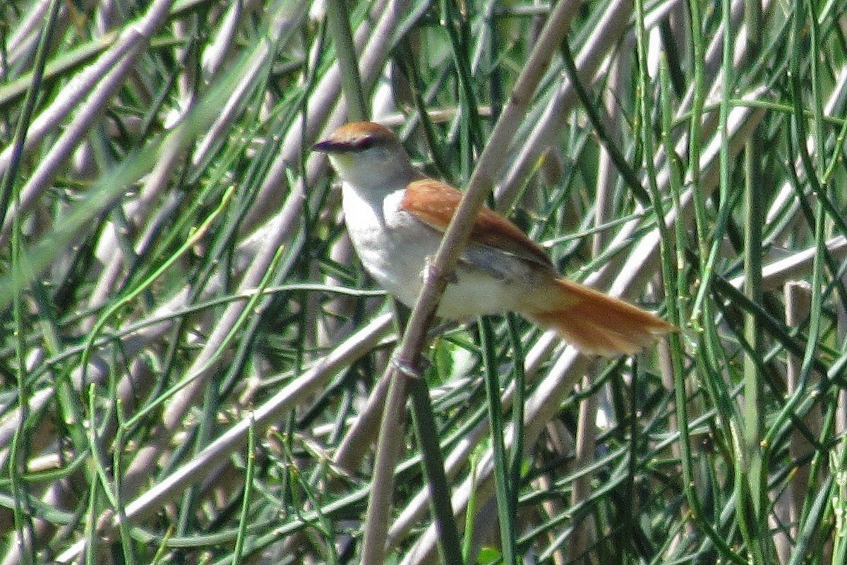 Yellow-chinned Spinetail - ML88382331
