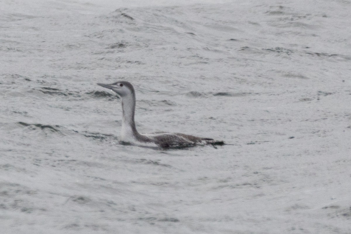 Red-throated Loon - ML88384581