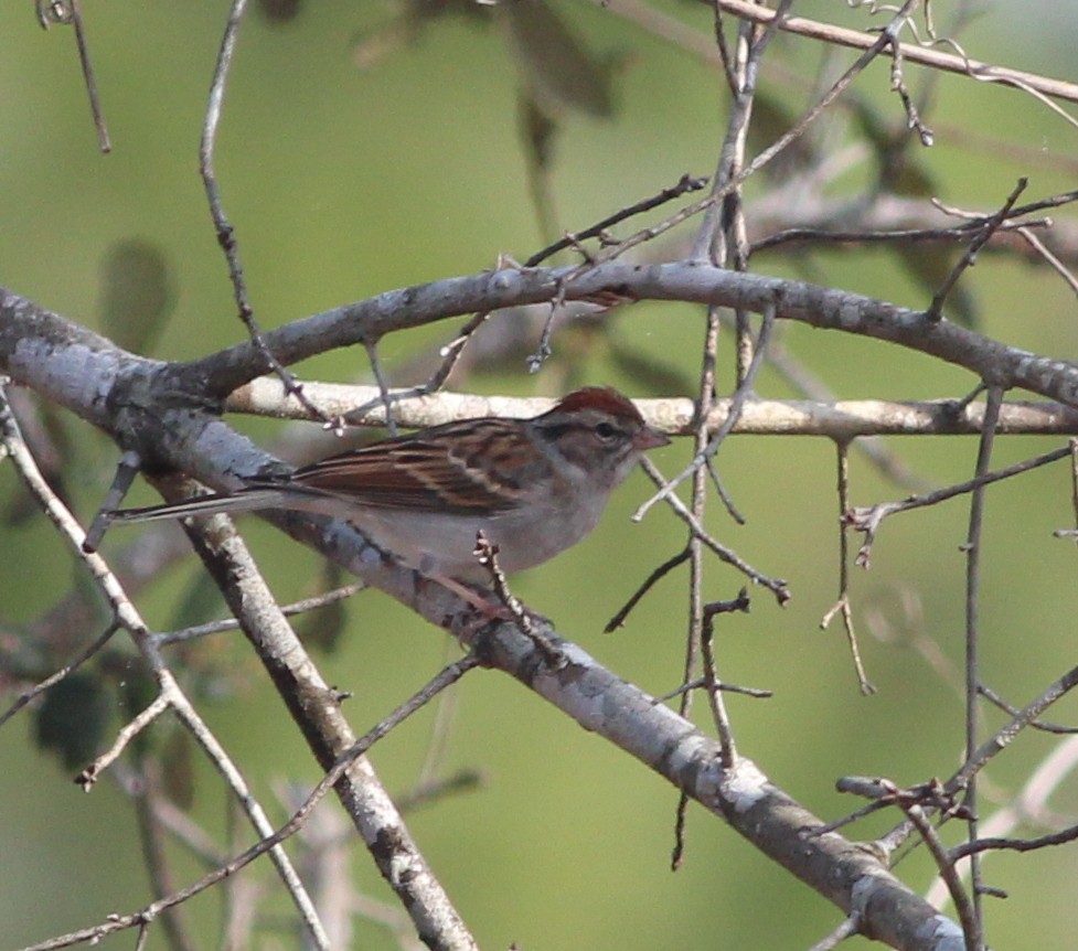 Chipping Sparrow - Gary Leavens