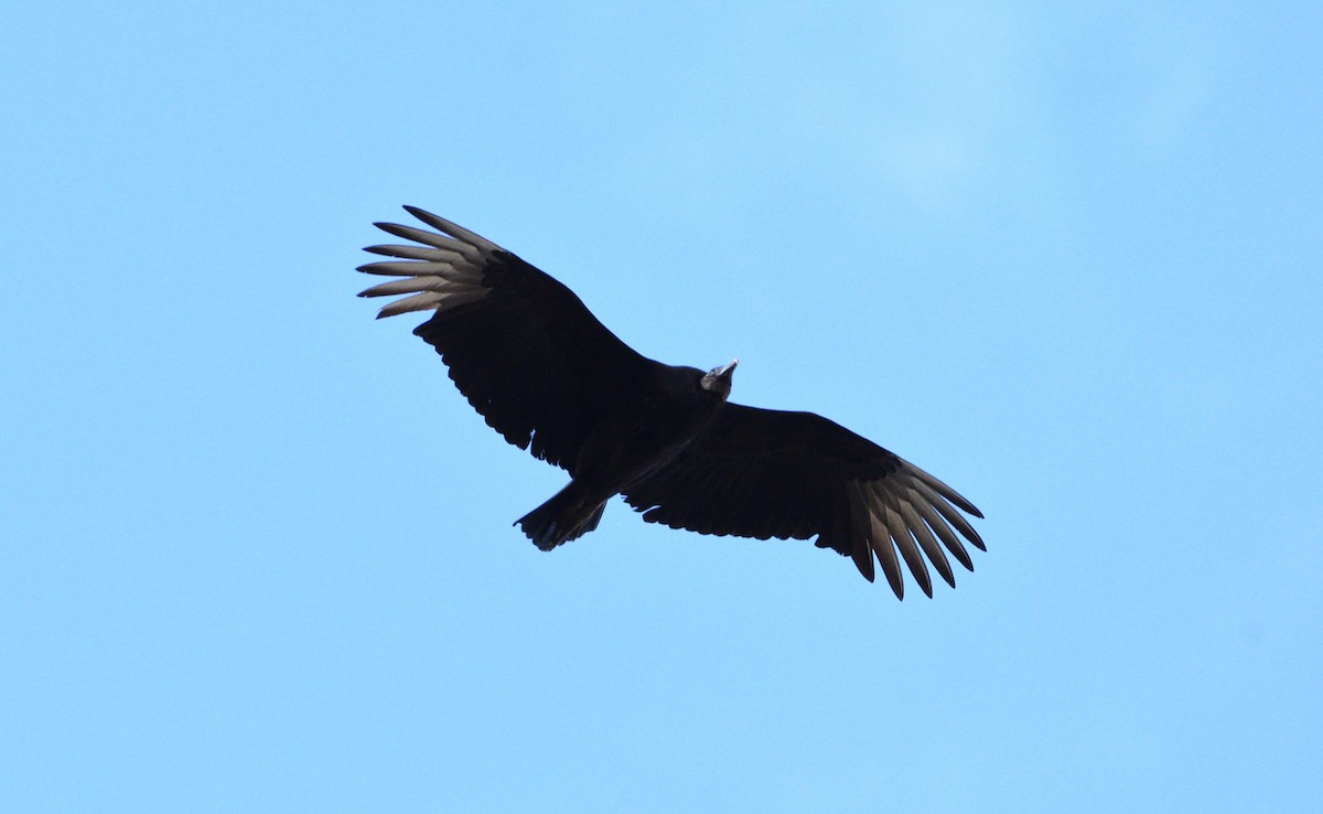 Black Vulture - ML88384781