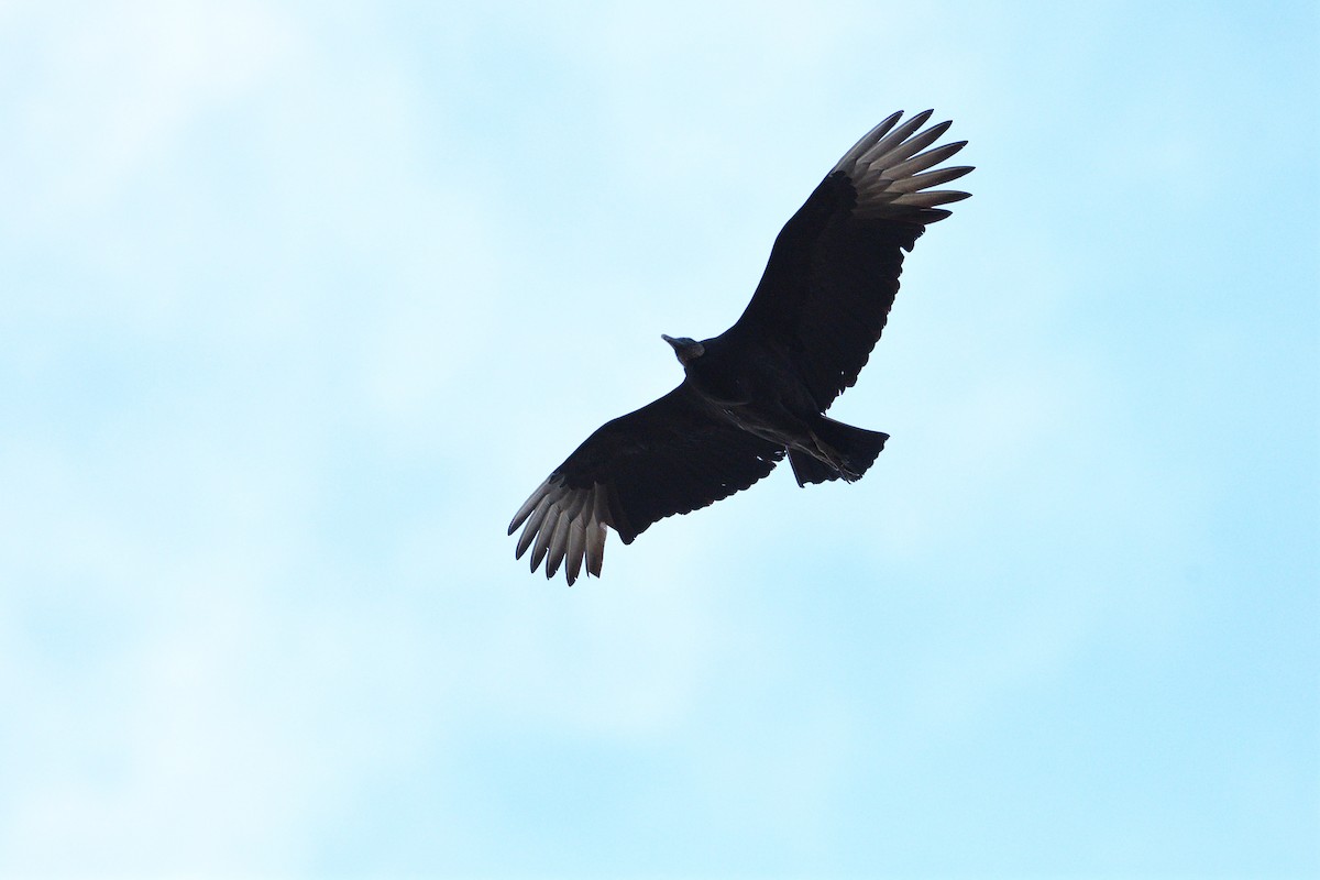 Black Vulture - Barry Blust
