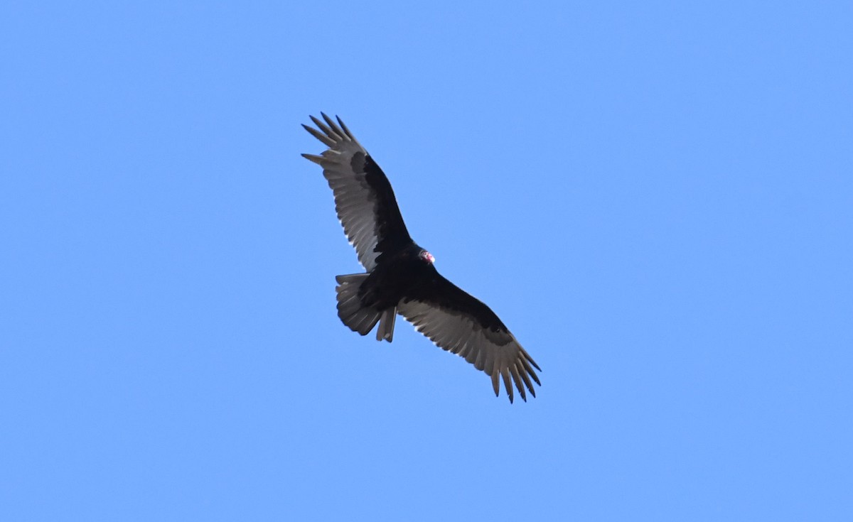 Turkey Vulture - ML88384891