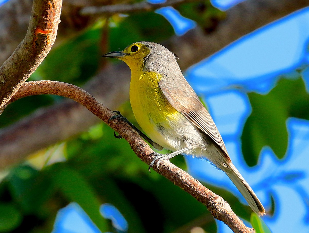 Oriente Warbler - Anonymous