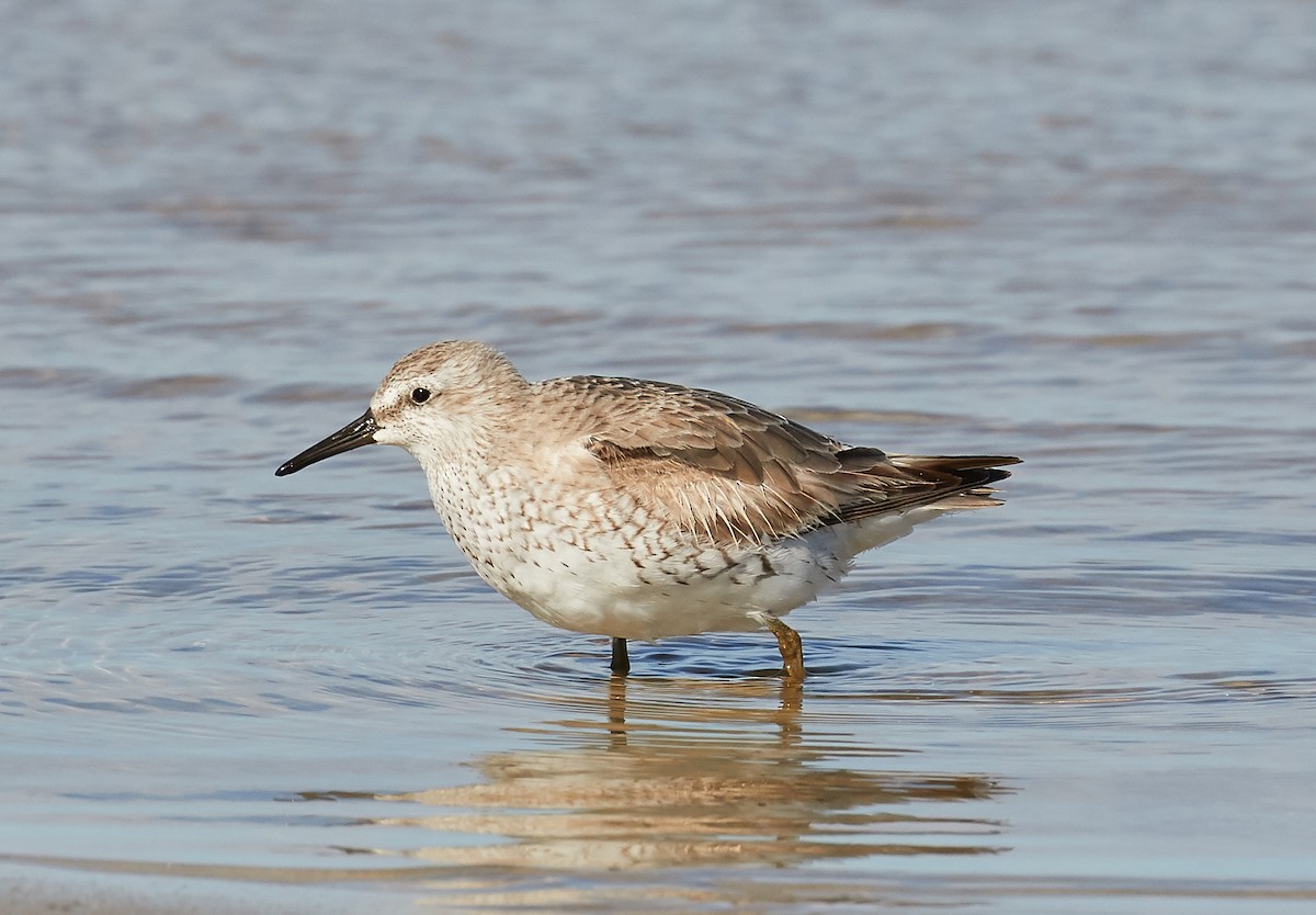 Red Knot - Andrew Haffenden