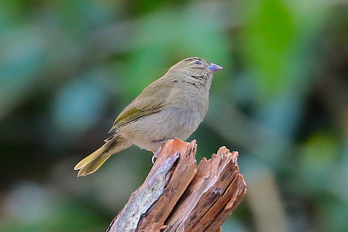 Yellow-faced Grassquit - Anonymous