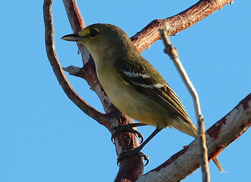 Thick-billed Vireo - Anonymous