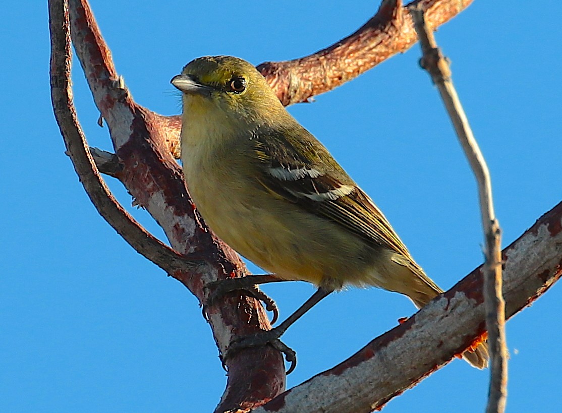 Thick-billed Vireo - Anonymous