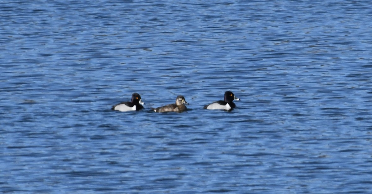 Ring-necked Duck - Barry Blust
