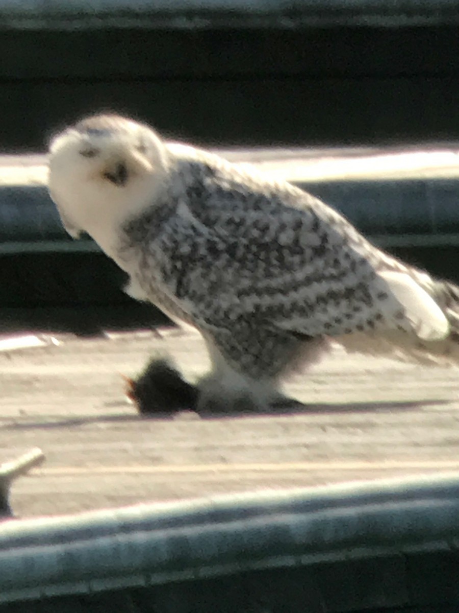 Snowy Owl - ML88399501