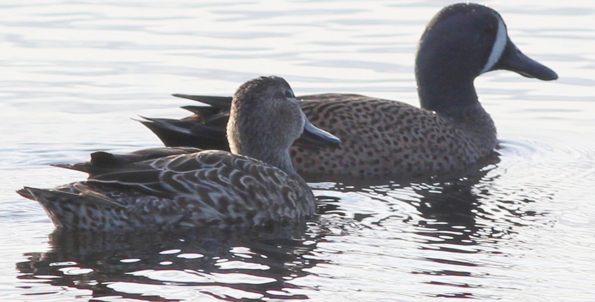Blue-winged Teal - ML88399801