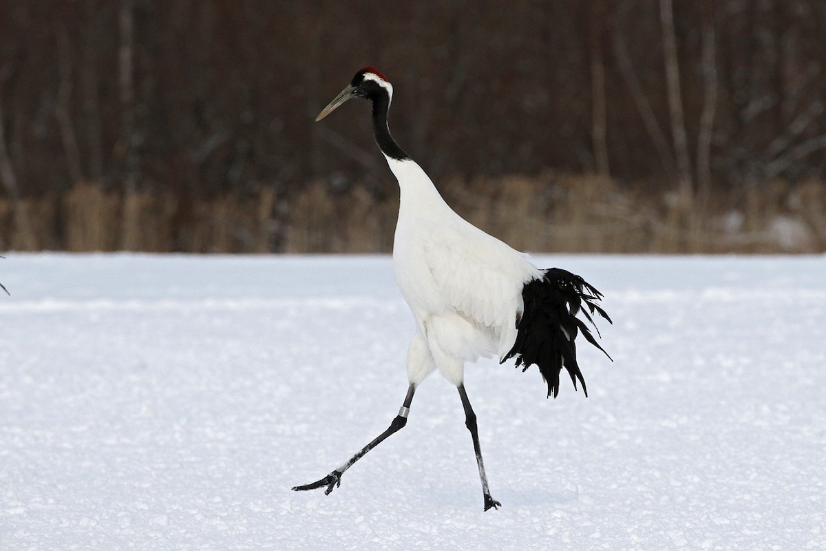 Red-crowned Crane - Charley Hesse TROPICAL BIRDING