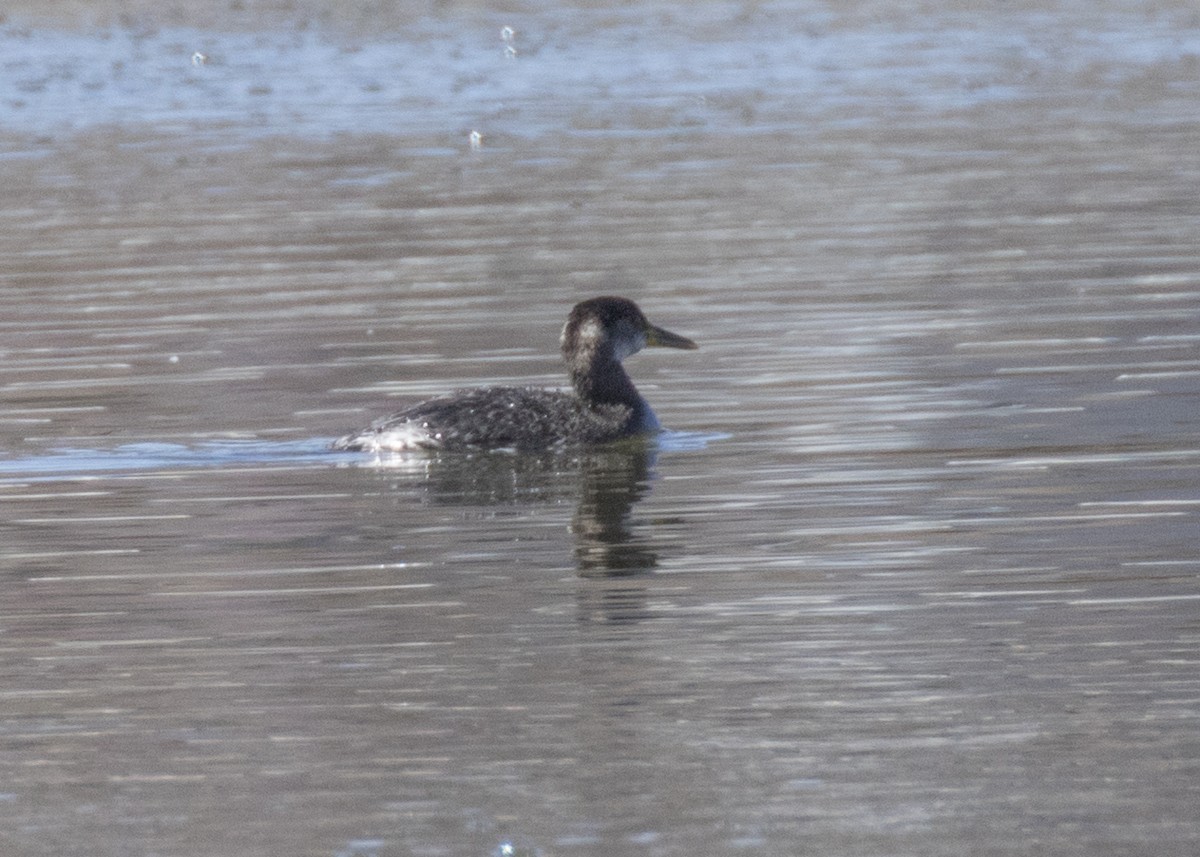 Red-necked Grebe - ML88402731