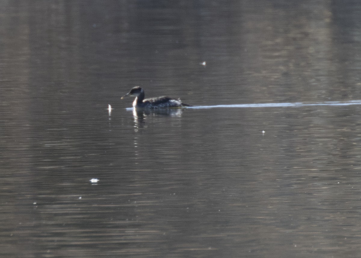 Red-necked Grebe - April Eisele