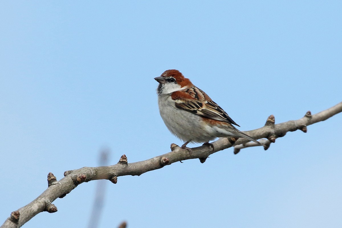 Russet Sparrow - Charley Hesse TROPICAL BIRDING